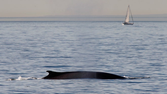 Whale Boat.jpg